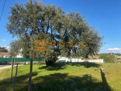 Terreno em Marinhais