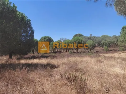 Terreno com 5 hectares no Couço