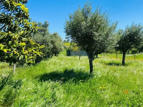 Land 15 minutes from Castelo Branco