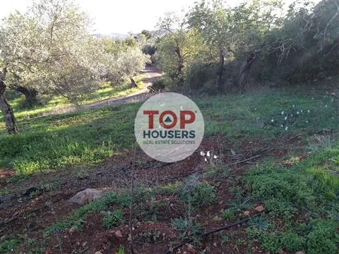 Terrain Rustique - Certification Biologique - 7ha