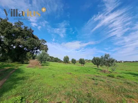 Terreno agrícola de 9.600 m² a 10 minutos de Tomar!