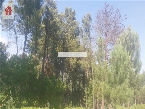 Terrain rural