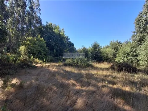 Real Estate