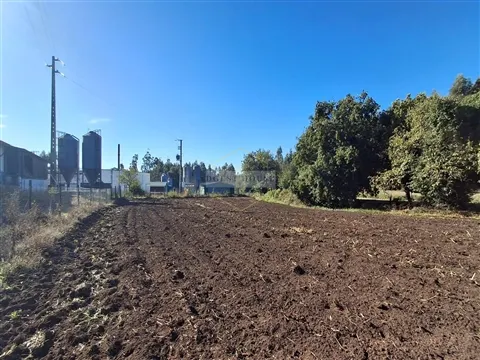 Real Estate