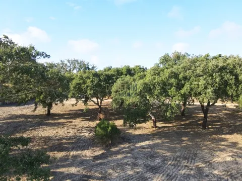 Terreno agrícola em Grândola