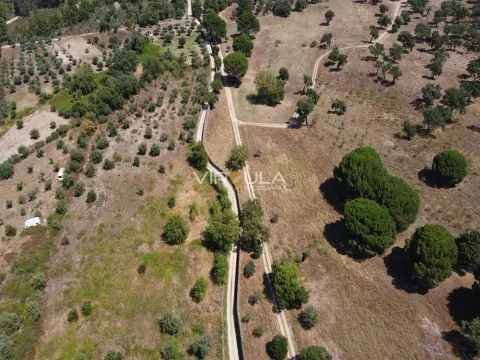 Herdade T6 Fonte da Prata, 20 hectares  - Pedrogão S.Pedro - Penamacor - Virgula Imobiliária