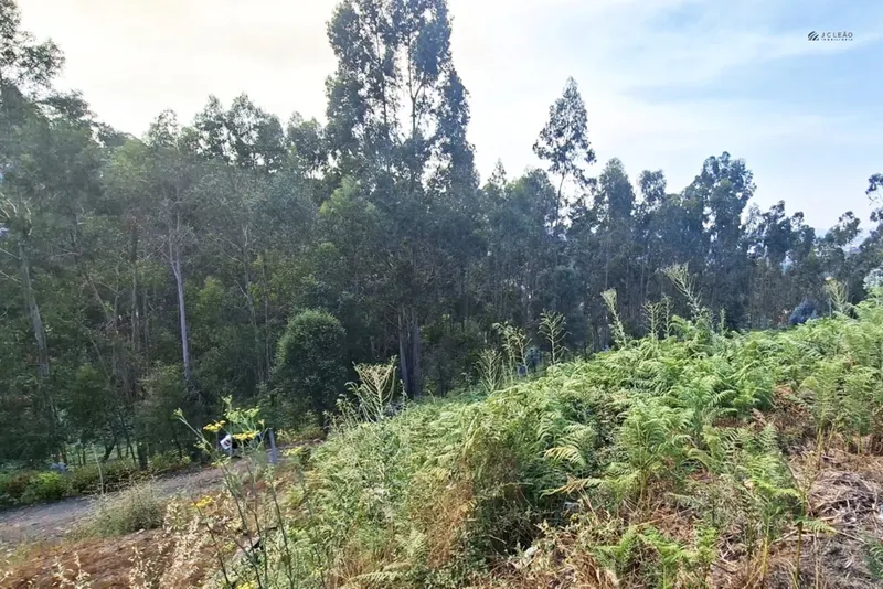 Terrain rural