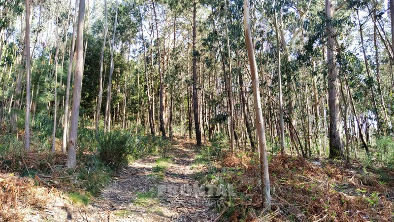 terreno caminha - santo antão